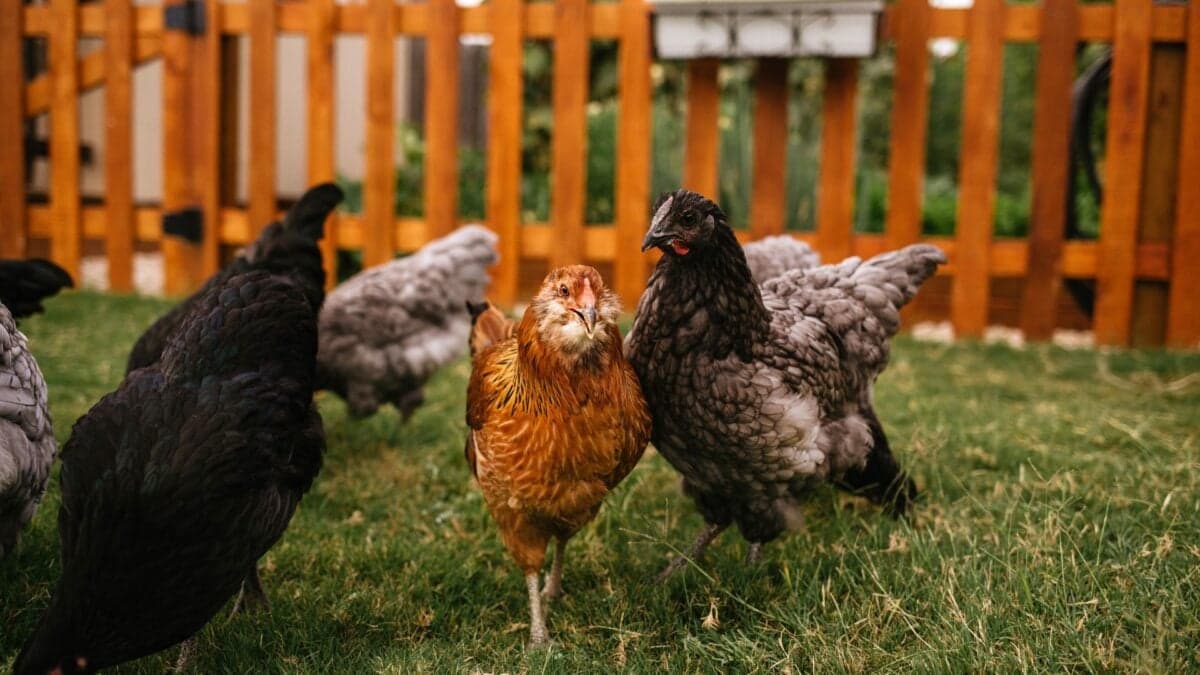 Backyard Chickens Are Spreading Antibiotic-Resistant Salmonella Across the US, CDC Warns