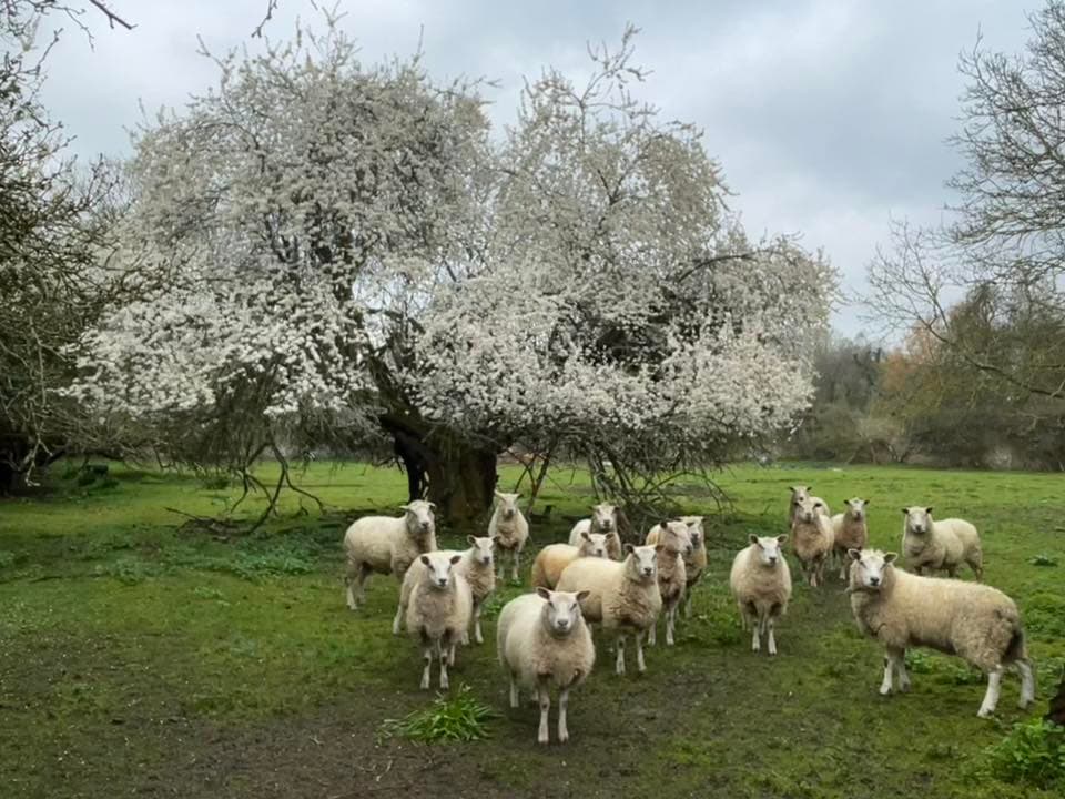 Spring has sprung for wildlife in Somerset