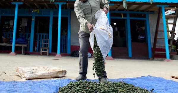 Rudraksha farming in Nepal: Prosperity meets peril as farmers chase Chinese market demand