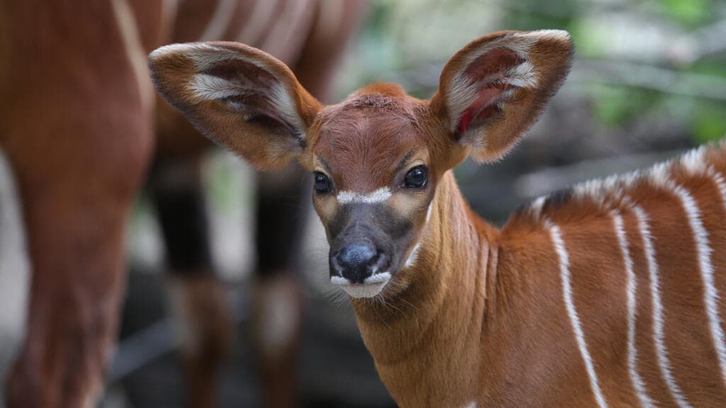 Czech zoo returns endangered mountain bongos to Kenya